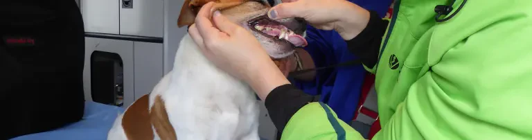 Öffentliche Tierarztsprechstunde für Haustiere von bedürftigen Mitbürgern Header
