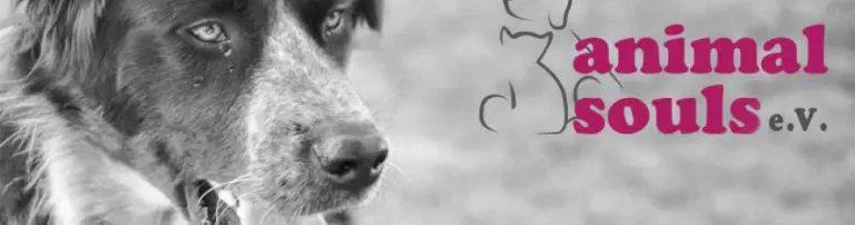 Hündin EULE - unser Notfellchen braucht dringend Hilfe Header