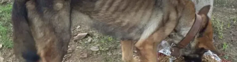 Futter und Kastration für die Strassentiere Header