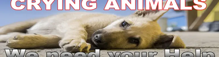 Tierheim in Kambodscha zur Aufnahme der vom Hundeschlachter geretteten Hunde Header