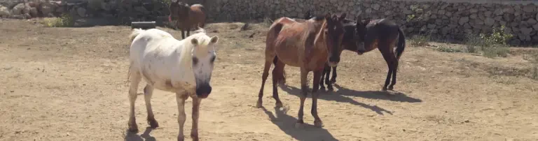 Bitte unterstützen Sie die Pferde und Esel der Auffangstation! Header