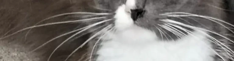 Dringend Hilfe für Katzenmama und ihre Kitten nötig! Header