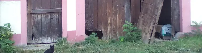 Ein Zuhause für Streunerkatzen Header