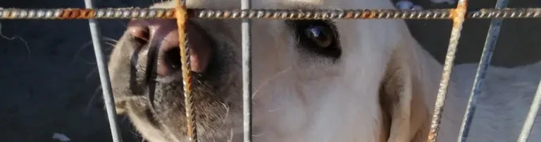Futter für Shelterhunde Header