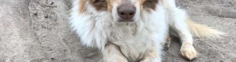 Aufnahme von Simba aus dem Public Shelter Rumänien Header