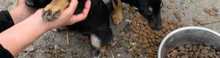 Futter für Danielas Fellnasen in Bulgarien Header