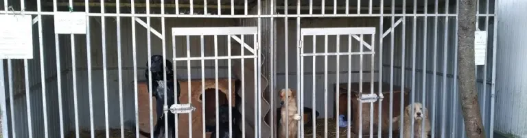 Spot on für die Hunde der Tötungsstation Dombovar in Ungarn Header