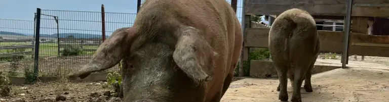 Ein neuer Stall für unsere Schweinchen Freitag und Willi! 🐷🏡 Header