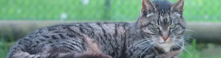 Katzenfutter Header