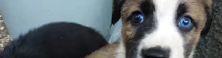Hunde- und Katzenfutter für die Tiere in Aksu Header